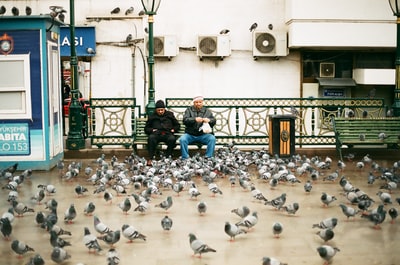 Two men in a bench in front of the bird during the day
